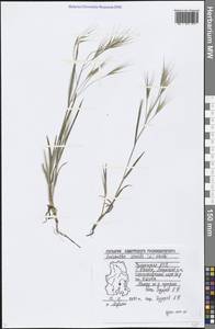 Bromus sterilis L., Eastern Europe, Volga-Kama region (E7) (Russia)