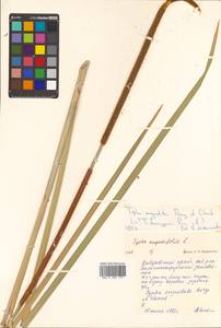 Typha domingensis Pers., Siberia, Russian Far East (S6) (Russia)