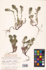 MHA 0 155 123, Ajuga chamaepitys (L.) Schreb., Eastern Europe, Middle Volga region (E8) (Russia)
