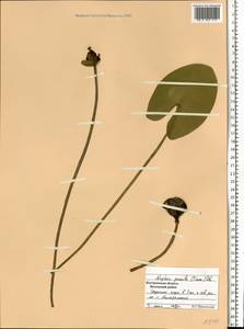 Nuphar pumila (Timm) DC., Eastern Europe, Central forest region (E5) (Russia)