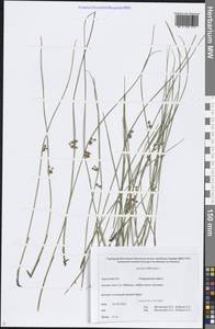 Juncus filiformis L., Siberia, Chukotka & Kamchatka (S7) (Russia)