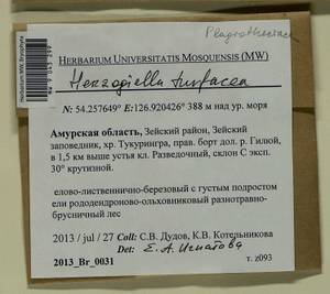 Herzogiella turfacea (Lindb.) Z. Iwats., Bryophytes, Bryophytes - Russian Far East (excl. Chukotka & Kamchatka) (B20) (Russia)