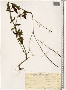 Verbena officinalis L., Caucasus, Black Sea Shore (from Novorossiysk to Adler) (K3) (Russia)