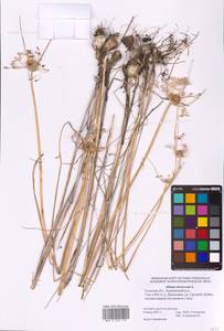 Allium oleraceum L., Eastern Europe, Central region (E4) (Russia)