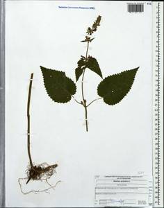 Stachys sylvatica L., Eastern Europe, Central forest region (E5) (Russia)