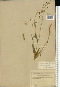 Camelina sativa (L.) Crantz, Eastern Europe, Western region (E3) (Russia)