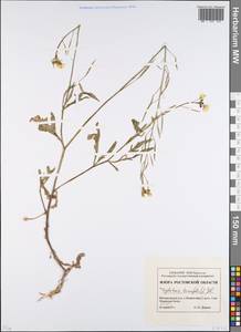 Diplotaxis tenuifolia (L.) DC., Eastern Europe, Rostov Oblast (E12a) (Russia)