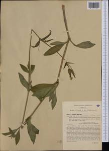 Silene latifolia, Western Europe (EUR) (Italy)