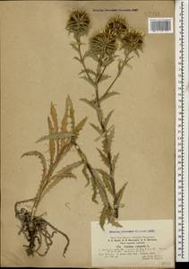 Carlina vulgaris L., Caucasus, Stavropol Krai, Karachay-Cherkessia & Kabardino-Balkaria (K1b) (Russia)