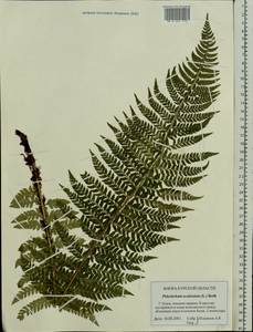 Polystichum aculeatum (L.) Roth, Eastern Europe, Central forest-and-steppe region (E6) (Russia)