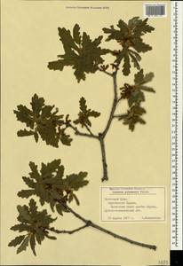 Quercus pubescens Willd. , nom. cons., Crimea (KRYM) (Russia)