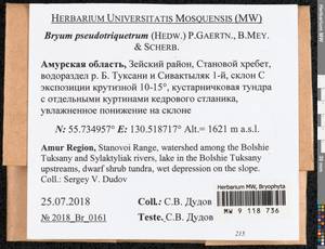 Ptychostomum pseudotriquetrum (Hedw.) J.R. Spence & H.P. Ramsay ex Holyoak & N. Pedersen, Bryophytes, Bryophytes - Russian Far East (excl. Chukotka & Kamchatka) (B20) (Russia)