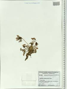 Oxytropis middendorffii Trautv., Siberia, Central Siberia (S3) (Russia)