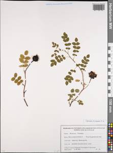 Rosa spinosissima L., Eastern Europe, Belarus (E3a) (Belarus)