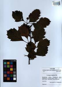 Crataegus sanguinea Pall., Siberia, Altai & Sayany Mountains (S2) (Russia)