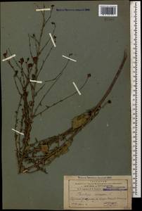 Plumbago europaea L., Caucasus, Armenia (K5) (Armenia)