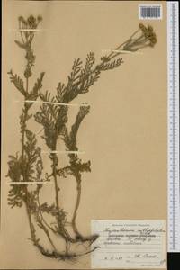 Tanacetum millefolium (L.) Tzvelev, Western Europe (EUR) (Bulgaria)