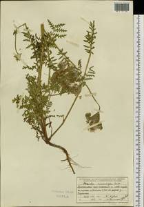 Phacelia tanacetifolia Benth., Siberia, Central Siberia (S3) (Russia)