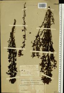 Pedicularis palustris, Eastern Europe, Western region (E3) (Russia)