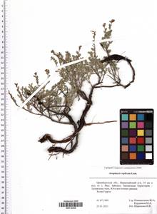 Atraphaxis replicata Lam., Eastern Europe, Eastern region (E10) (Russia)