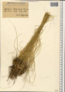 Stipa pennata L., Caucasus, Armenia (K5) (Armenia)