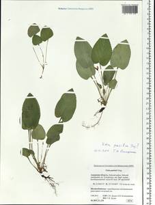 Viola pacifica Juz., Siberia, Russian Far East (S6) (Russia)