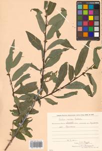 Salix rorida Laksch., Siberia, Chukotka & Kamchatka (S7) (Russia)