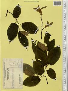 Carpinus cordata Blume, Siberia, Russian Far East (S6) (Russia)