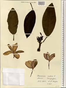 Plumeria rubra L., Africa (AFR) (Mali)