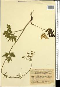 Eleutherospermum cicutarium (M. Bieb.) Boiss., Caucasus, South Ossetia (K4b) (South Ossetia)