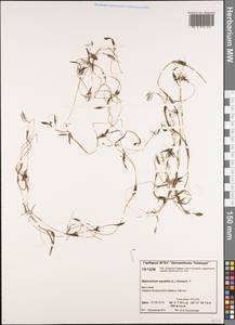Ranunculus aquatilis L., Siberia, Central Siberia (S3) (Russia)