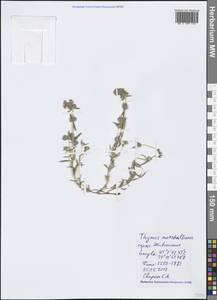 Thymus pannonicus All., Crimea (KRYM) (Russia)