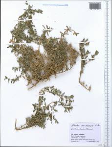 Atriplex semibaccata R. Br., Africa (AFR) (Namibia)