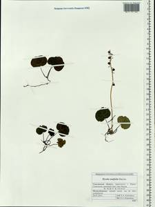 Pyrola renifolia Maxim., Siberia, Russian Far East (S6) (Russia)