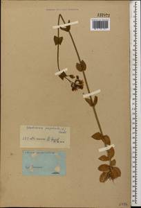 Blackstonia perfoliata, Caucasus (no precise locality) (K0)