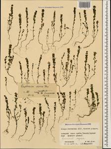 Euphrasia ossica Juz. ex Ganeschin, Caucasus, North Ossetia, Ingushetia & Chechnya (K1c) (Russia)