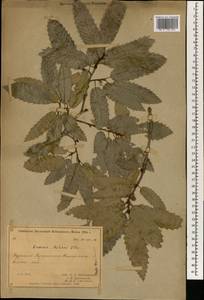 Quercus libani G.Olivier, South Asia, South Asia (Asia outside ex-Soviet states and Mongolia) (ASIA) (Turkey)