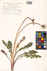 Taraxacum officinale Weber ex Wiggins, Eastern Europe, Moscow region (E4a) (Russia)