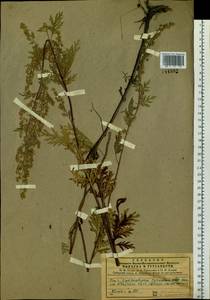 Artemisia gmelinii Weber ex Stechm., Siberia, Central Siberia (S3) (Russia)