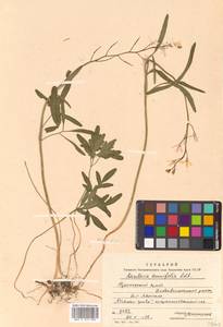 Cardamine trifida (Lam. ex Poir.) B. M. G. Jones, Siberia, Russian Far East (S6) (Russia)