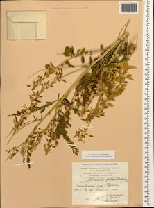 Astragalus galegiformis L., Caucasus, Armenia (K5) (Armenia)