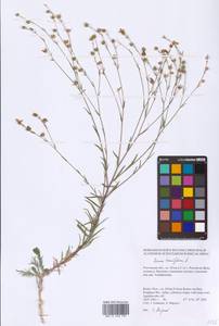 Linum tenuifolium L., Eastern Europe, Rostov Oblast (E12a) (Russia)