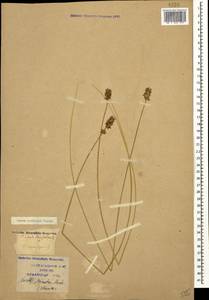 Carex spicata subsp. spicata, Caucasus, Krasnodar Krai & Adygea (K1a) (Russia)