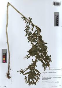 KUZ 003 702, Axyris amaranthoides L., Siberia, Altai & Sayany Mountains (S2) (Russia)