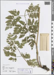 Chaerophyllum aureum L., Crimea (KRYM) (Russia)