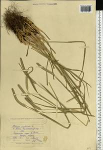 Phleum pratense L., Eastern Europe, North Ukrainian region (E11) (Ukraine)