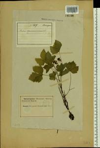 Rubus humulifolius C. A. Mey., Eastern Europe, Northern region (E1) (Russia)