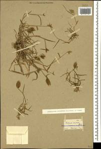 Eremopyrum orientale (L.) Jaub. & Spach, Caucasus, Georgia (K4) (Georgia)
