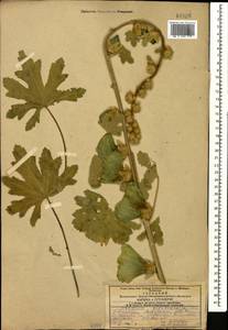 Alcea rugosa Alef., Caucasus, Azerbaijan (K6) (Azerbaijan)