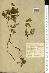 Sibbaldianthe bifurca subsp. bifurca, Siberia, Altai & Sayany Mountains (S2) (Russia)